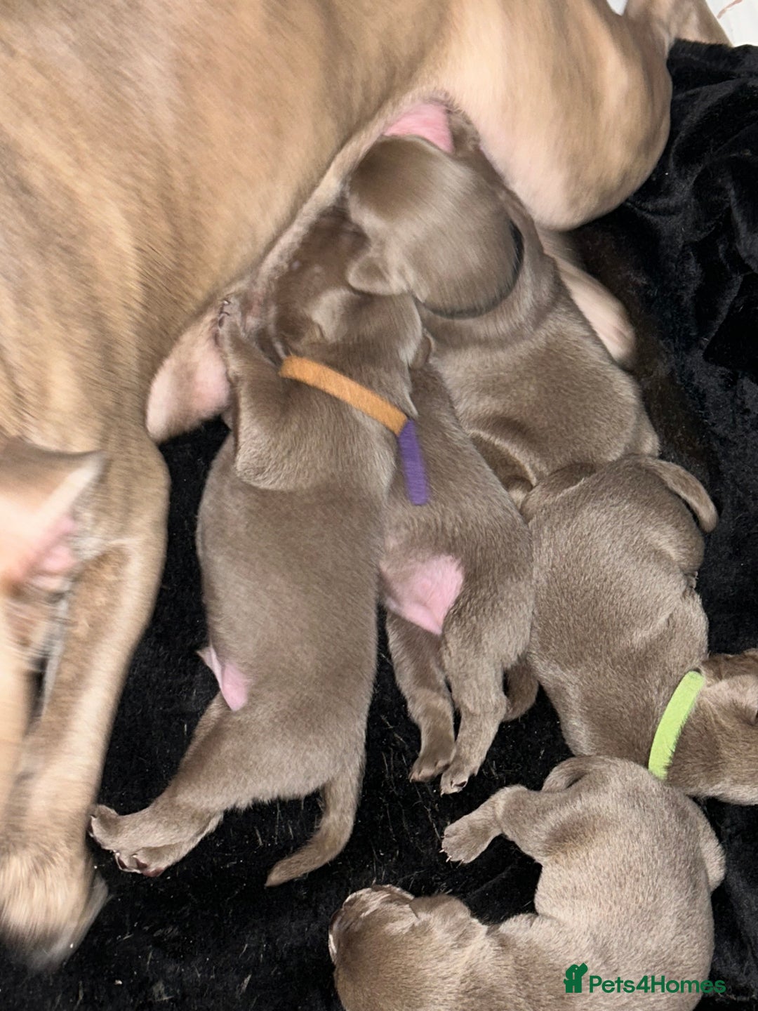 Mixed Breed dogs for sale: Staffadors staffy x labs  - Advert 4