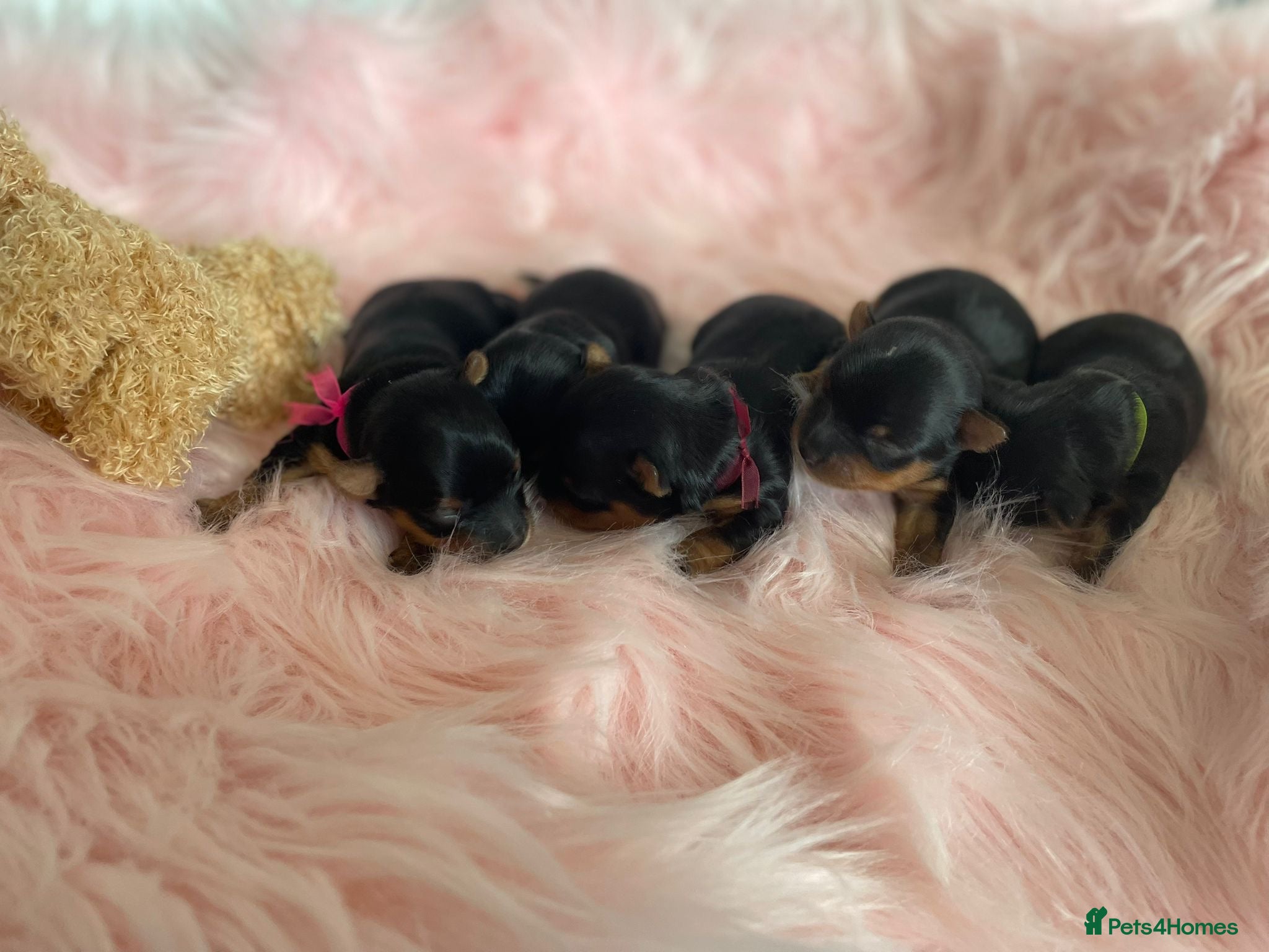 Yorkshire Terrier dogs ❤️ Beautiful Yorkshire Terrier Puppies ❤️ - Advert 17