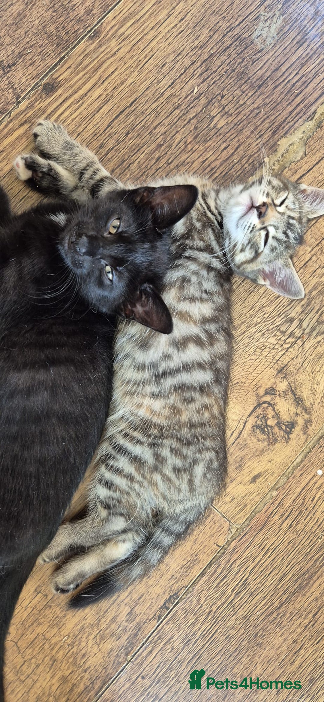 British Shorthair cats for sale: Well socialised kittens  - Image 3