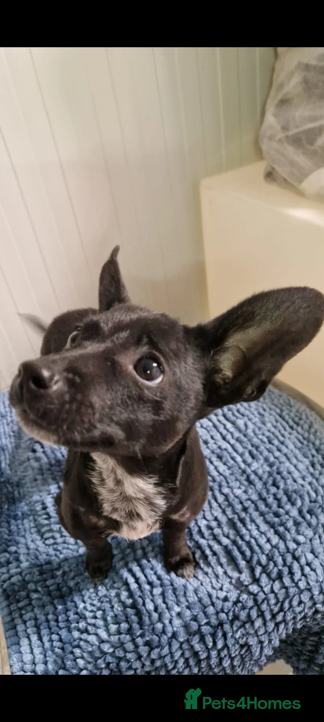 Mixed Breed dogs for adoption: Mrs Jumbo small 4kg chi mix in Birmingham - Advert 8