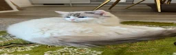 Ragdoll cats for sale: 🐾 Beautiful Ragdoll Kittens - Stunning example - Advert 5