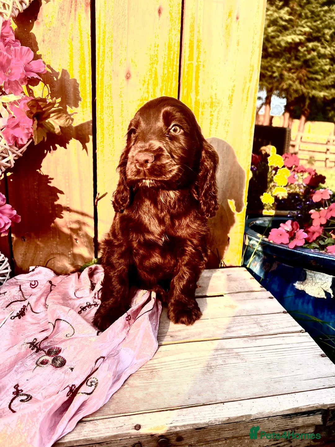 Sprocker dogs for sale: Quality Sprocker Spaniels last Black Boy ! - Image 10