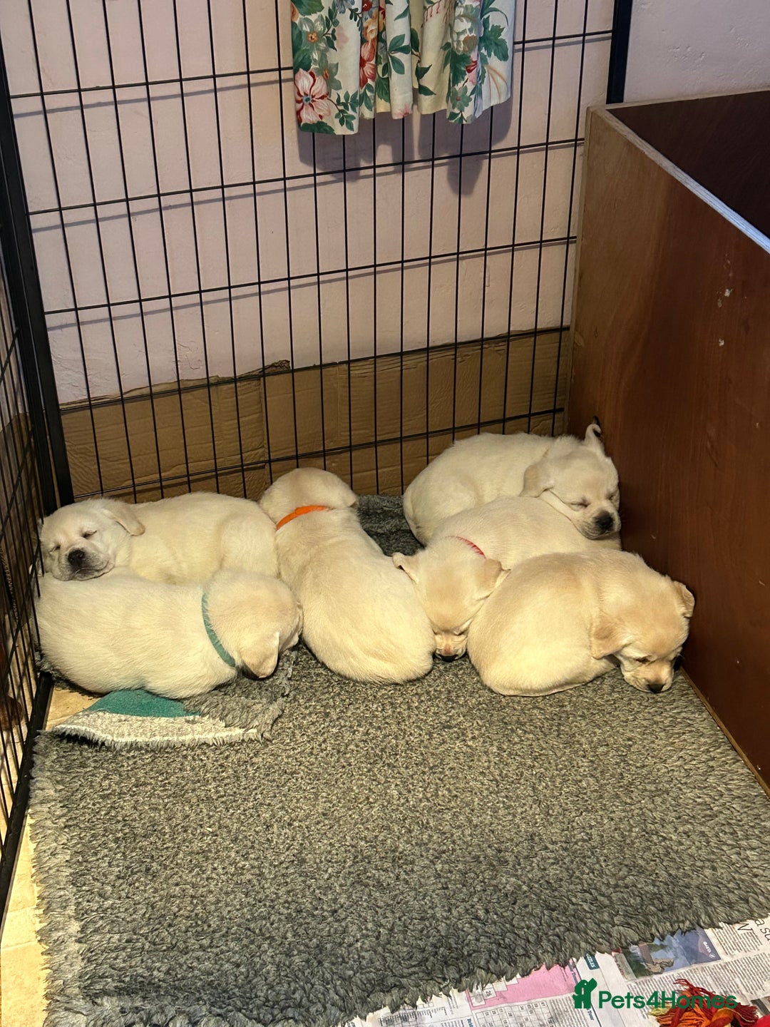Labrador Retriever dogs for sale: Beautiful show labradors for sale  - Advert 5
