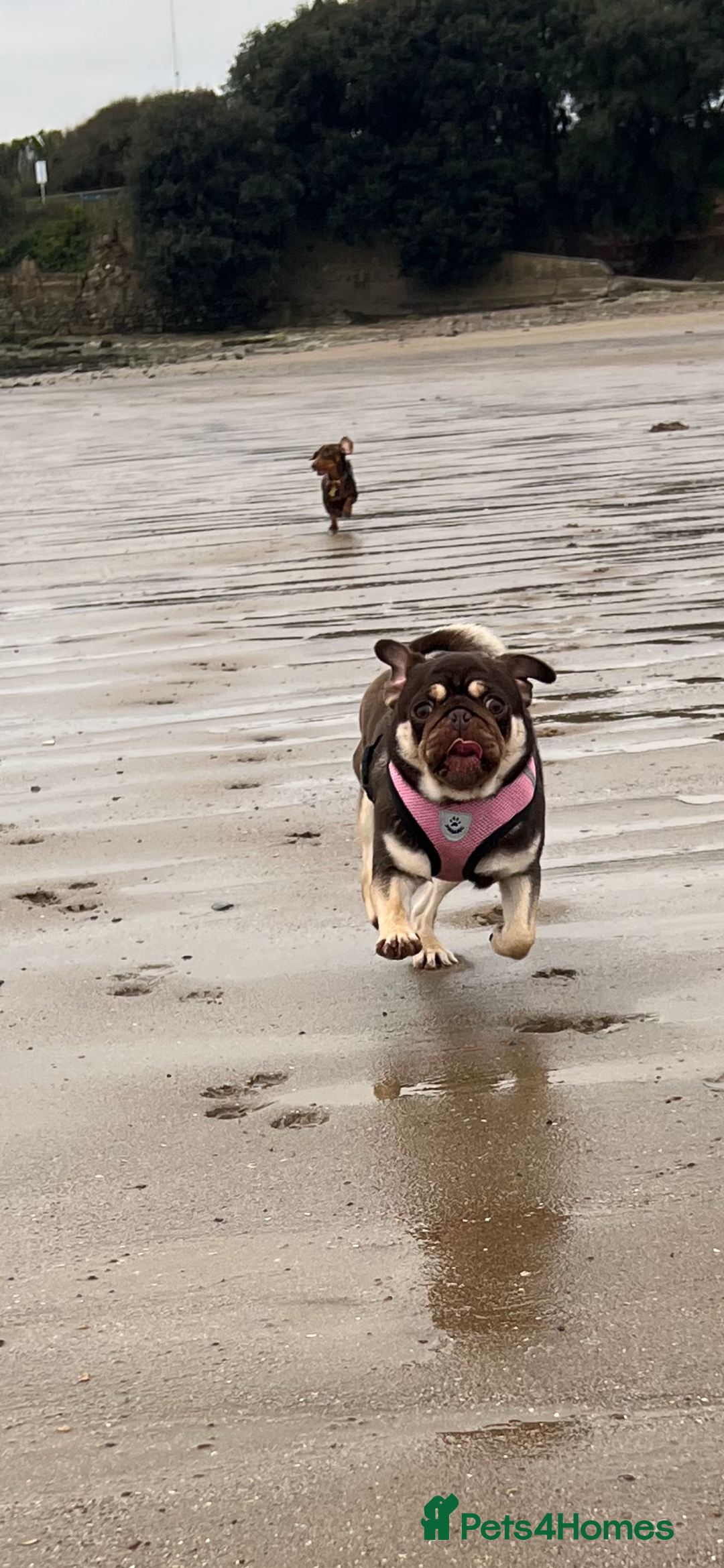 Pug dogs for sale: Kc reg 3 year old chocolate pug  - Advert 4