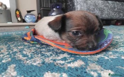 Mixed Breed dogs for sale: Lovely little jackapom puppies  - Image 10