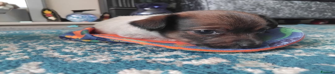 Mixed Breed Puppy 2