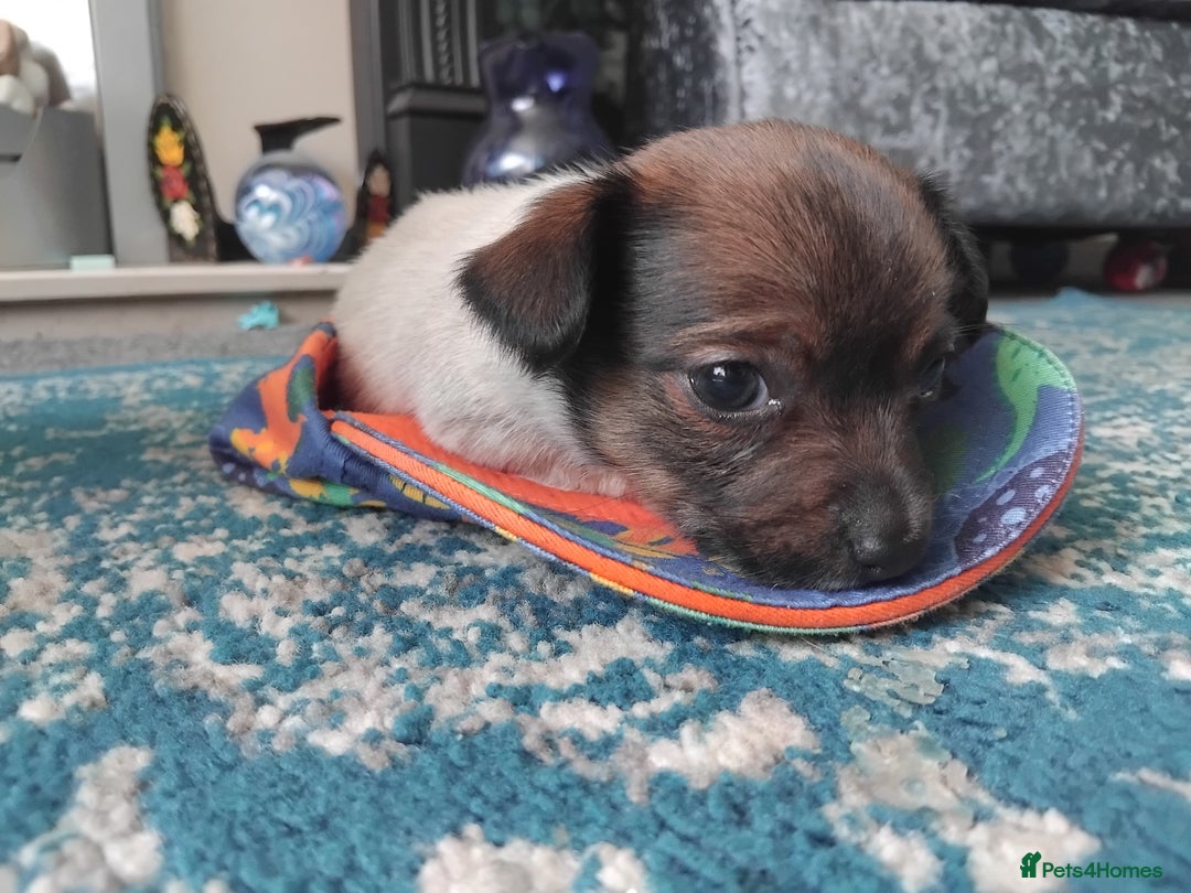 Mixed Breed dogs for sale: Lovely little jackapom puppies  - Image 10