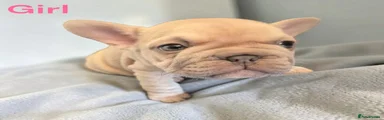 French Bulldog Puppy 5