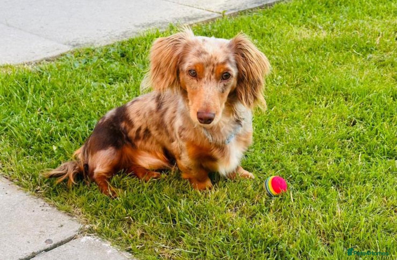 Miniature Dachshund dogs Chocolate tan dapple cream  in Liverpool - Advert 9