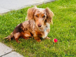 Miniature Dachshund dogs Chocolate tan dapple cream in Liverpool - Advert 17