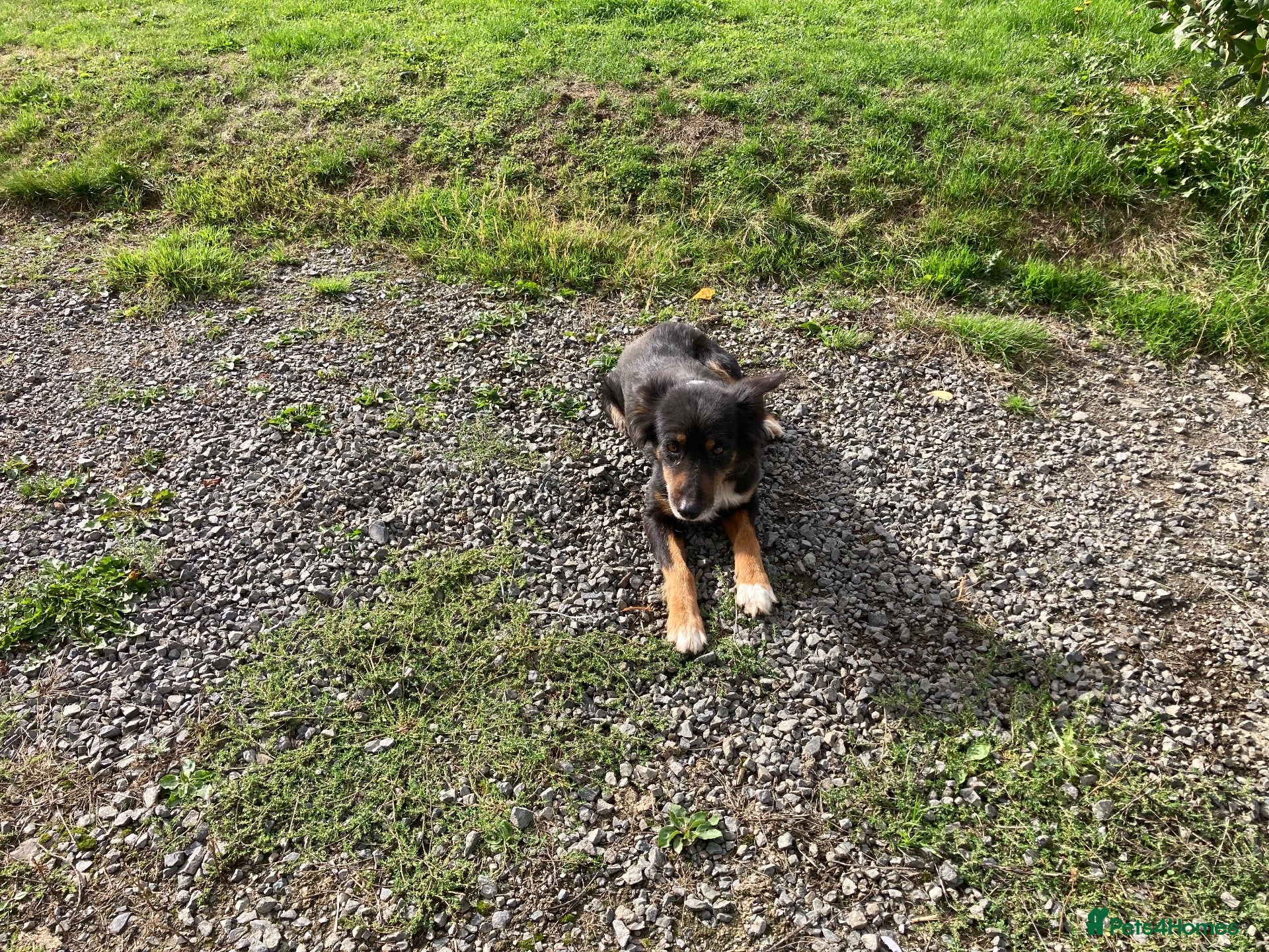 Mixed Breed dogs for sale: Collie x kelpie pups - Advert 11