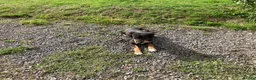 Mixed Breed dogs for sale: Collie x kelpie pups - Advert 1