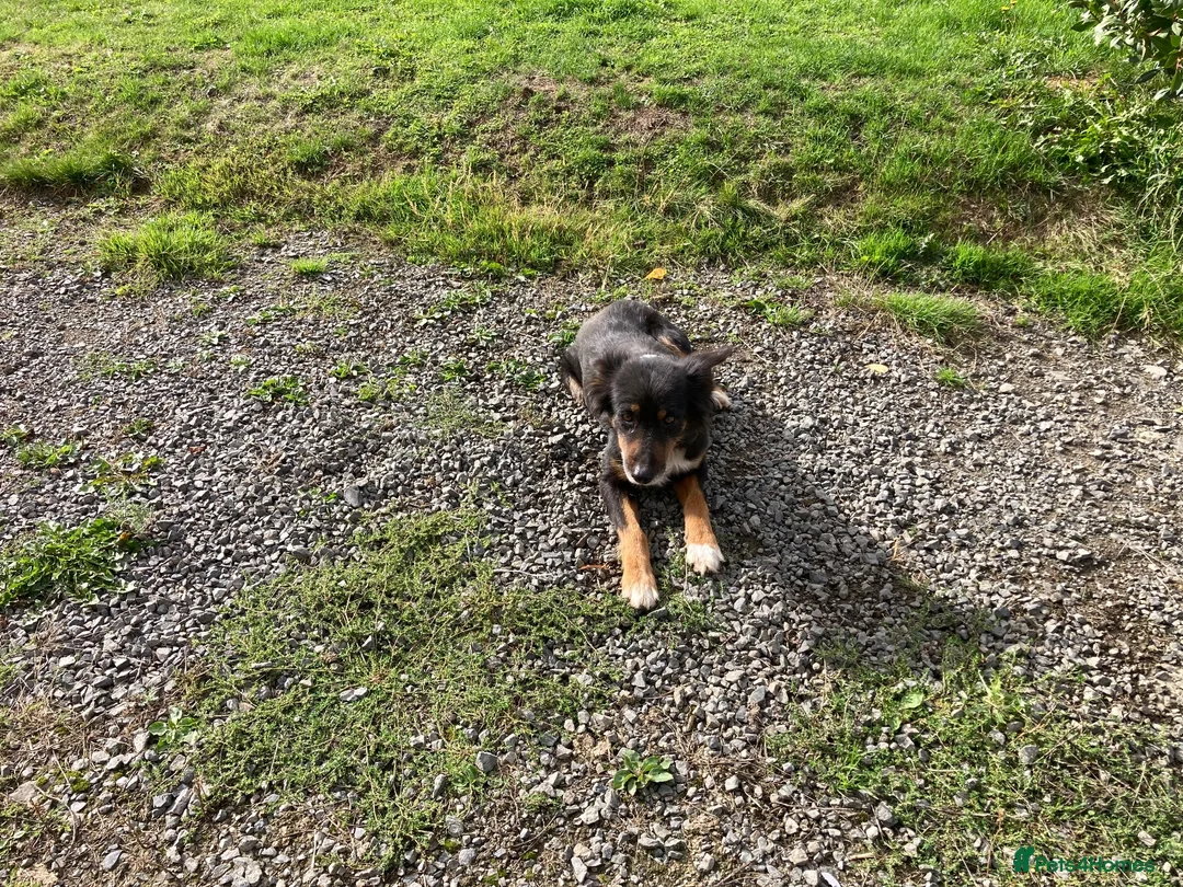 Mixed Breed dogs for sale: Collie x kelpie pups - Advert 1