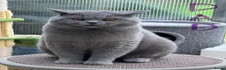 British Shorthair cats for sale: Pedigree British Shorthair Kittens, Excellent Bloo in London - Advert 2