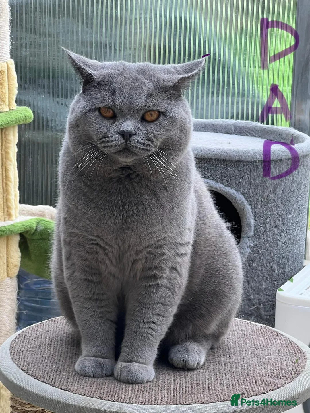 British Shorthair cats for sale: Pedigree British Shorthair Kittens, Excellent Bloo in London - Advert 2