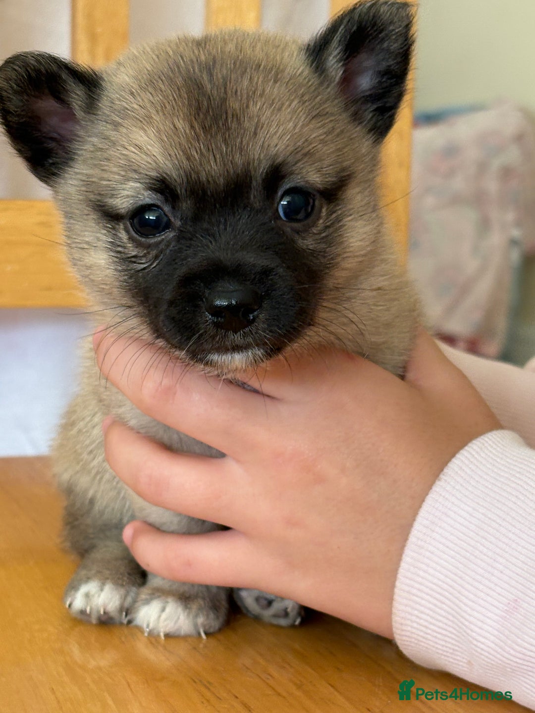 Pomchi dogs for sale: TWO BOYS LEFT !!! - Image 6