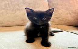 Domestic Shorthair cats for sale: Half ragdoll kittens  in Blackpool - Image 1