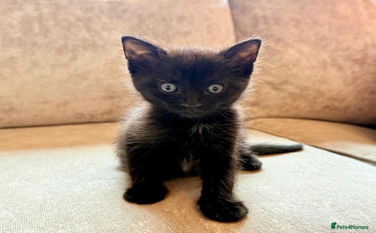 Domestic Shorthair cats in Blackpool - Advert 13