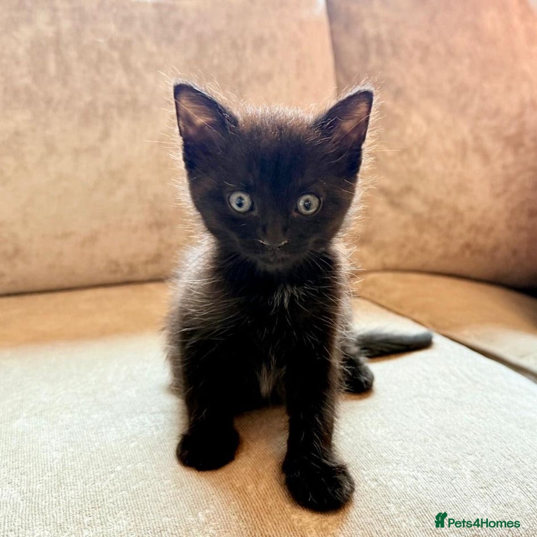 Domestic Shorthair cats for sale: Half ragdoll kittens  in Blackpool - Image 1