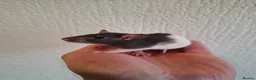 Rat rodents for sale: BABY RATS READY NOW - Advert 2