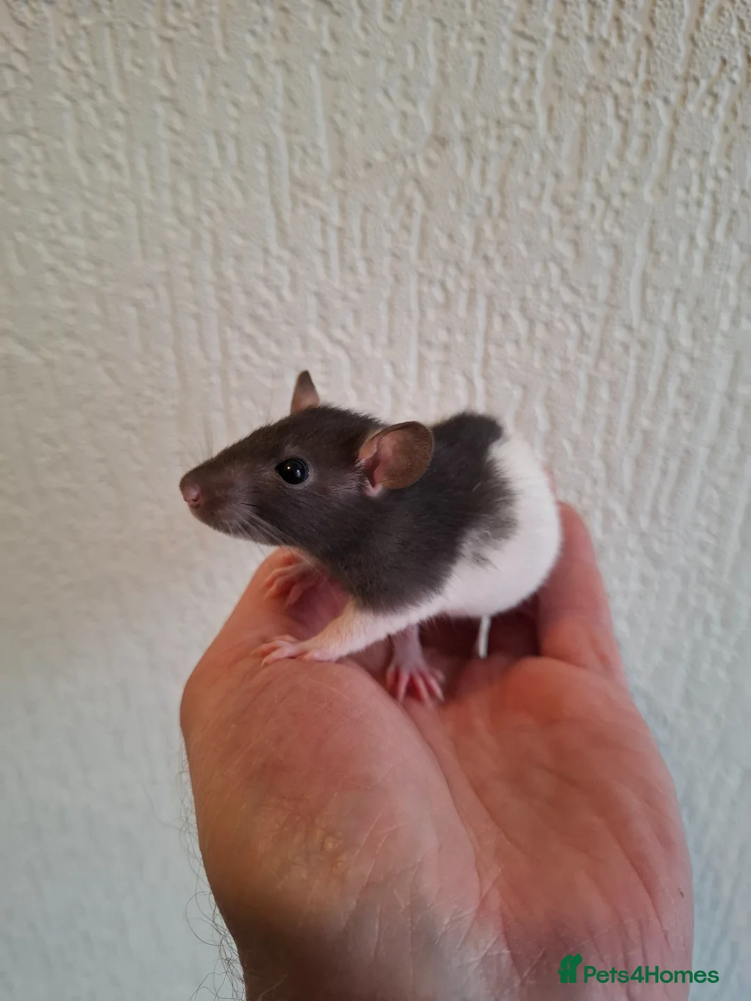 Rat rodents for sale: BABY RATS READY NOW - Advert 2
