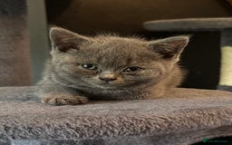 British Shorthair cats for sale: 2 Girls 3 Boys British Shorthairs - Image 4
