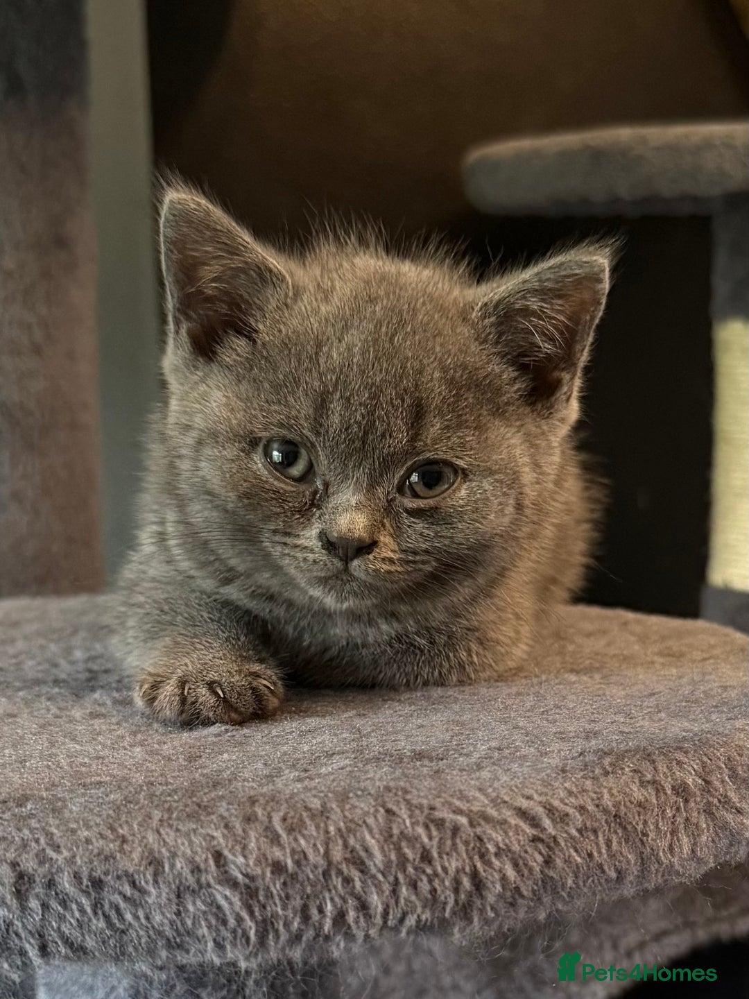 British Shorthair cats for sale: 2 Girls 3 Boys British Shorthairs - Image 4