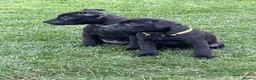 Staffordshire Bull Terrier dogs for sale: KC Black Puppies Ready Now - Advert 4