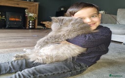 Persian cats for sale: Beautiful blue persian babies - Image 8