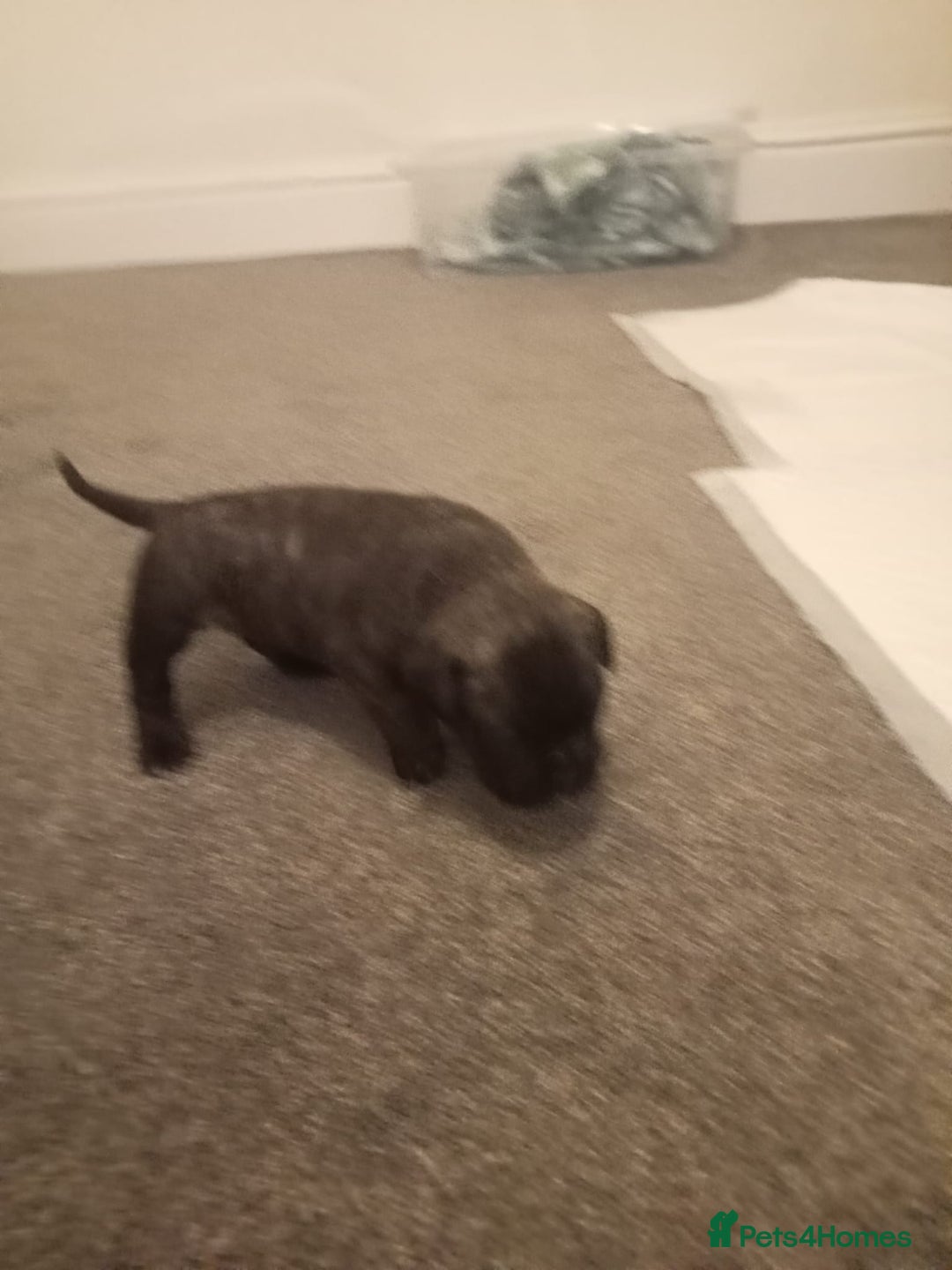 Mixed Breed dogs for sale: American pocket Corso - Image 31