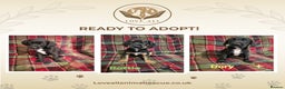 Mixed Breed dogs for adoption: Orphaned pups ready for adoption  - Advert 1