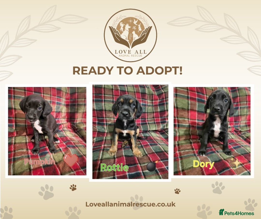Mixed Breed dogs for adoption: Orphaned pups ready for adoption  - Advert 1