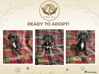 Mixed Breed dogs Orphaned pups ready for adoption - Advert 11