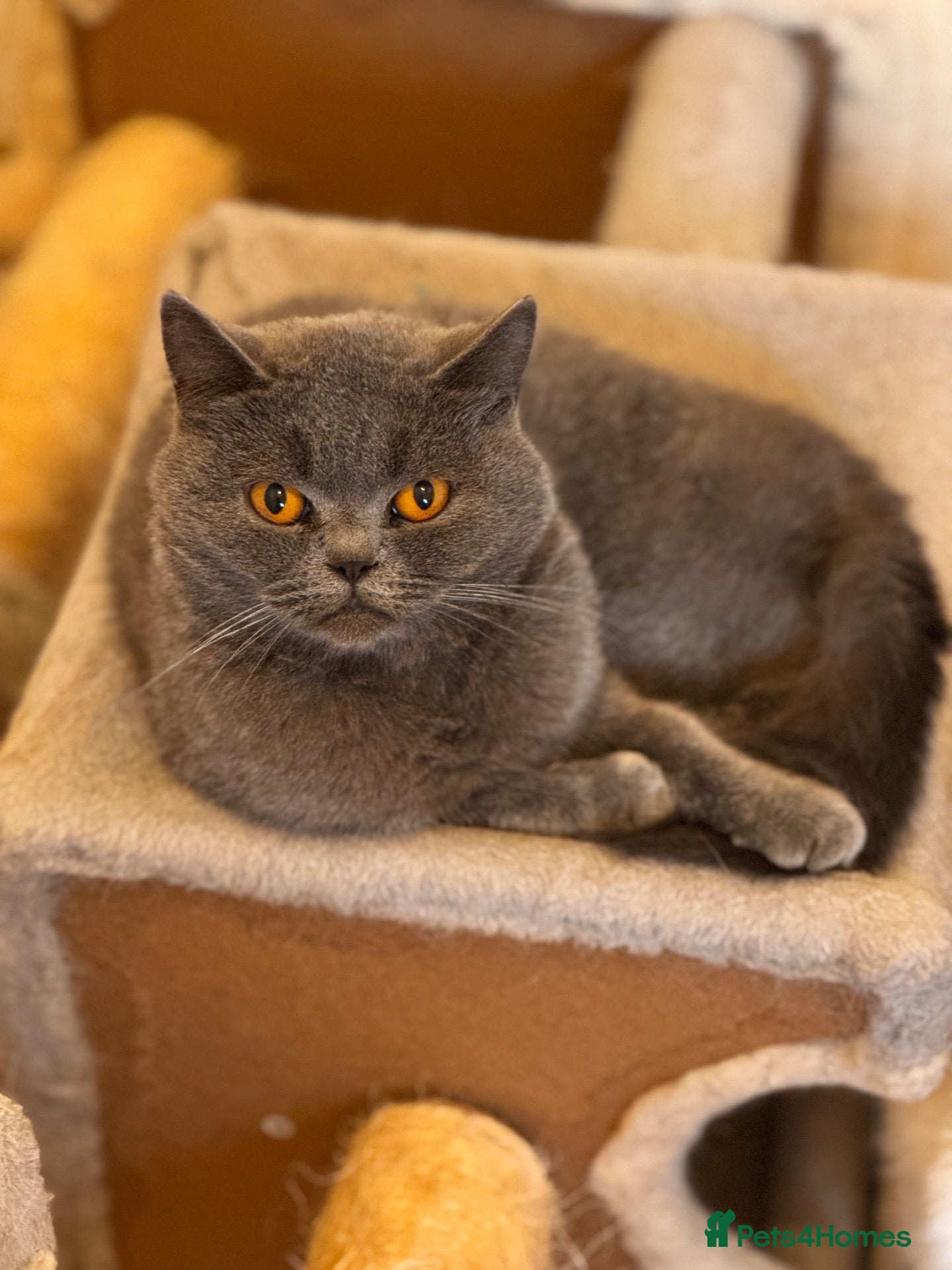 British Shorthair cats Gorgeous GCCF Active British shorthair female - Advert 13