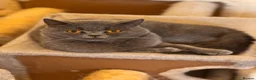 British Shorthair cats for sale: Gorgeous GCCF Active British shorthair female - Advert 1