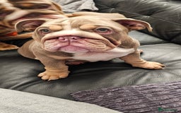 English Bulldog dogs for sale: Final Female English Bulldog available - Image 12
