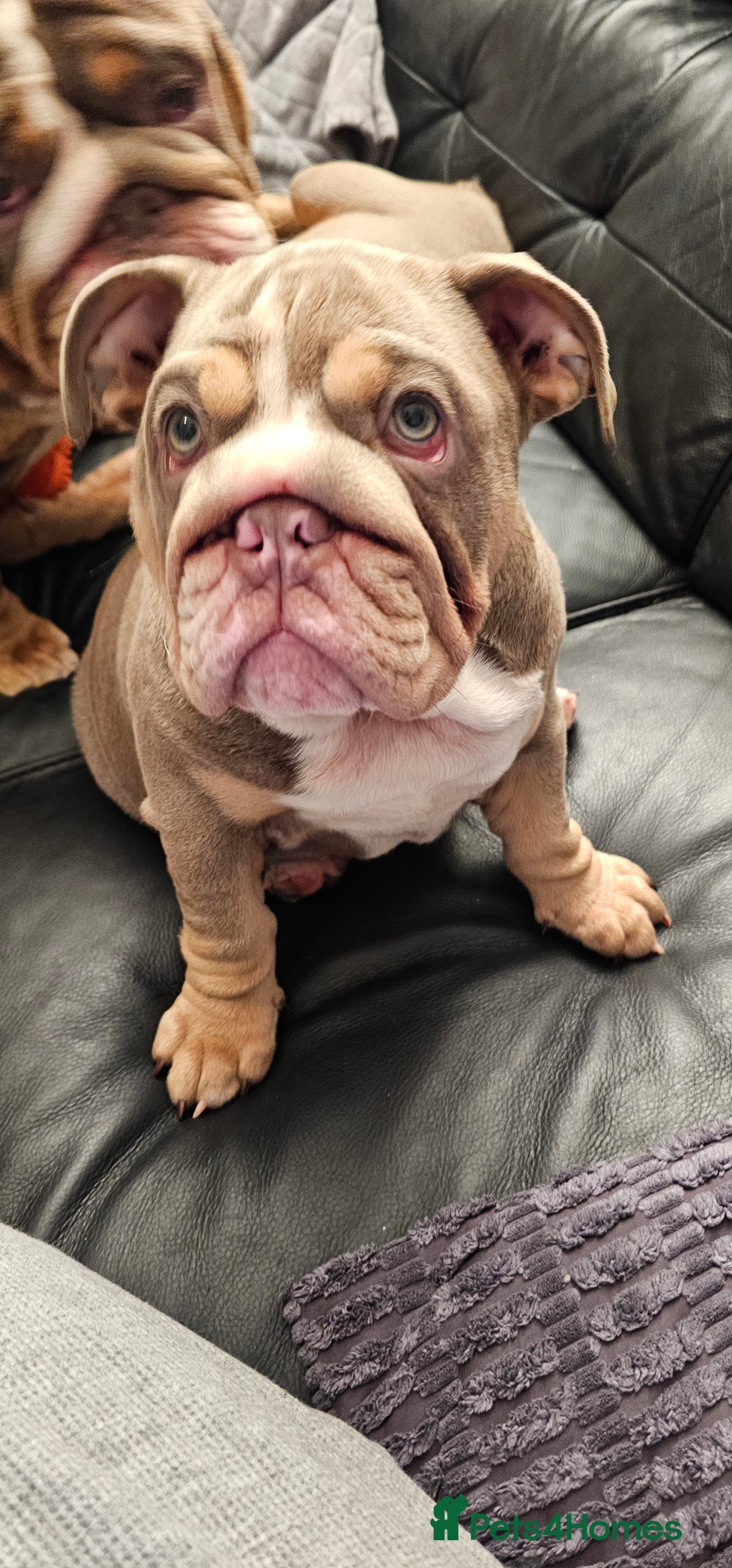 English Bulldog dogs for sale: Final Female English Bulldog available - Image 12