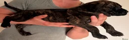 Mixed Breed dogs for sale: Cane Corso - Advert 8