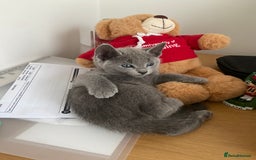 Russian Blue cats for sale: Russian Blue Kittens – Full Pedigree, TICA Parents - Image 15