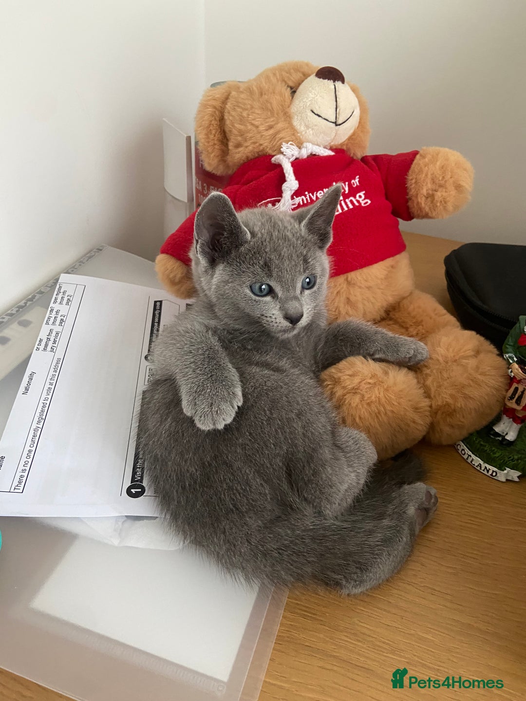 Russian Blue cats for sale: Russian Blue Kittens – Full Pedigree, TICA Parents - Image 15