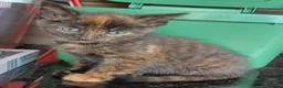 Mixed Breed cats for sale: Lovable kittens looking for new homes - Advert 4