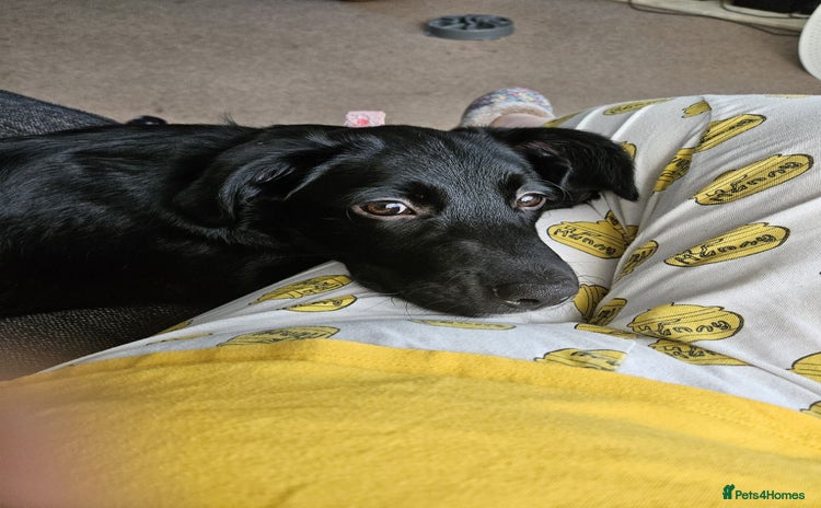 Borador dogs - Advert 1