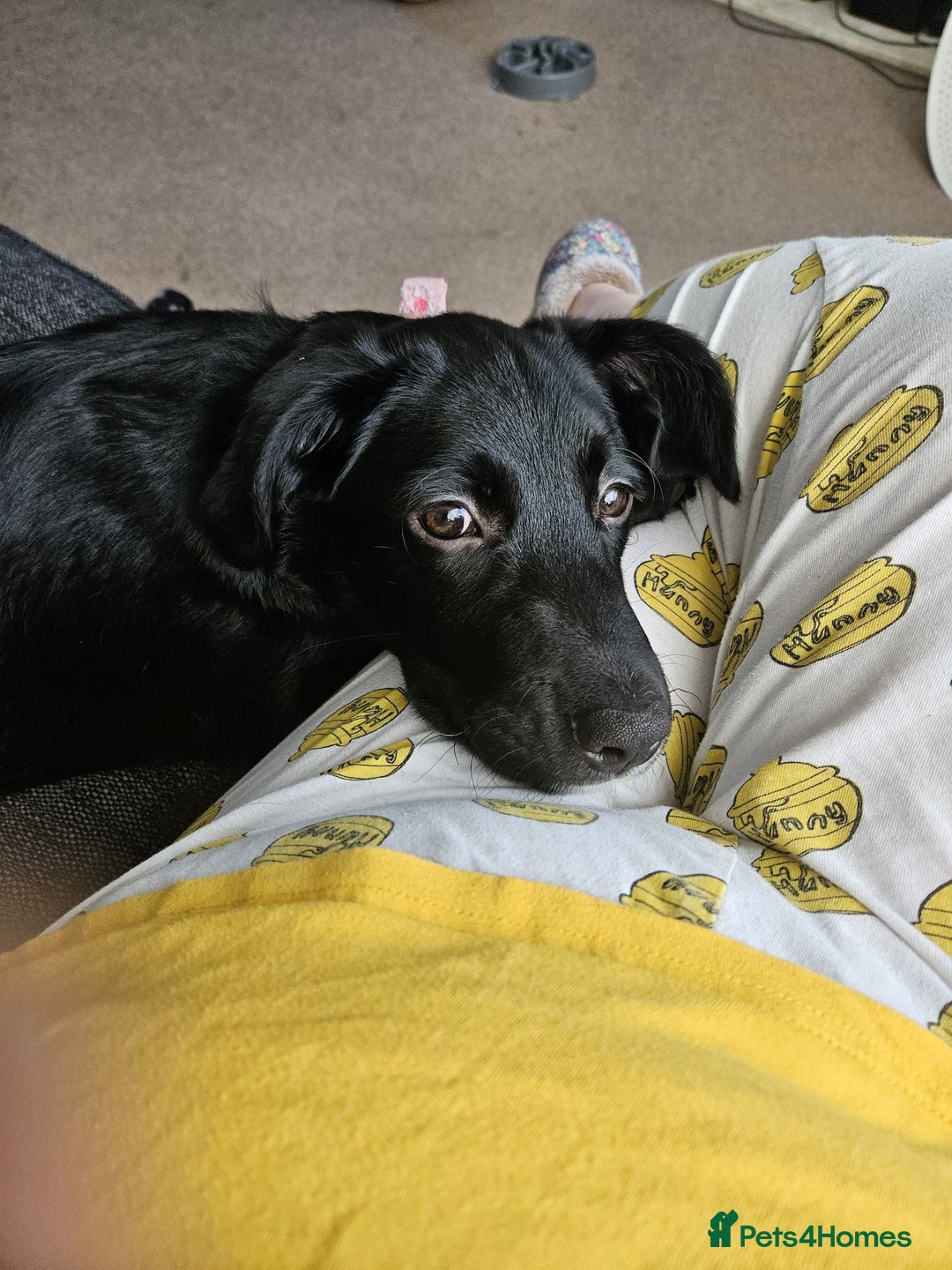 Borador dogs for sale: Border collie X Labrador - Image 1