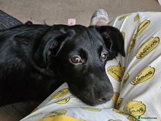 Borador dogs for sale - Advert 1