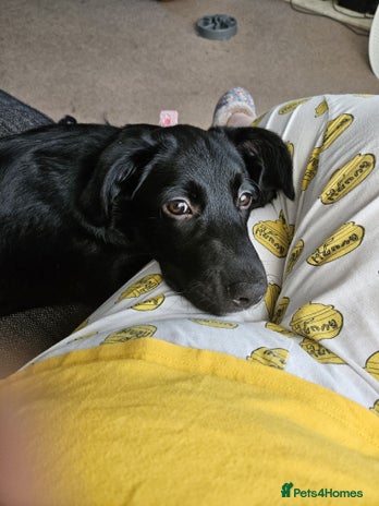 Borador dogs - Advert 1