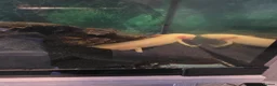 Mixed Breed invertebrates for sale: 5 x axolotls  in Bedlington - Advert 11