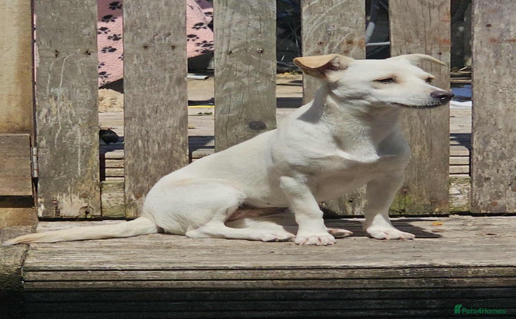 Mixed Breed dogs - Advert 1