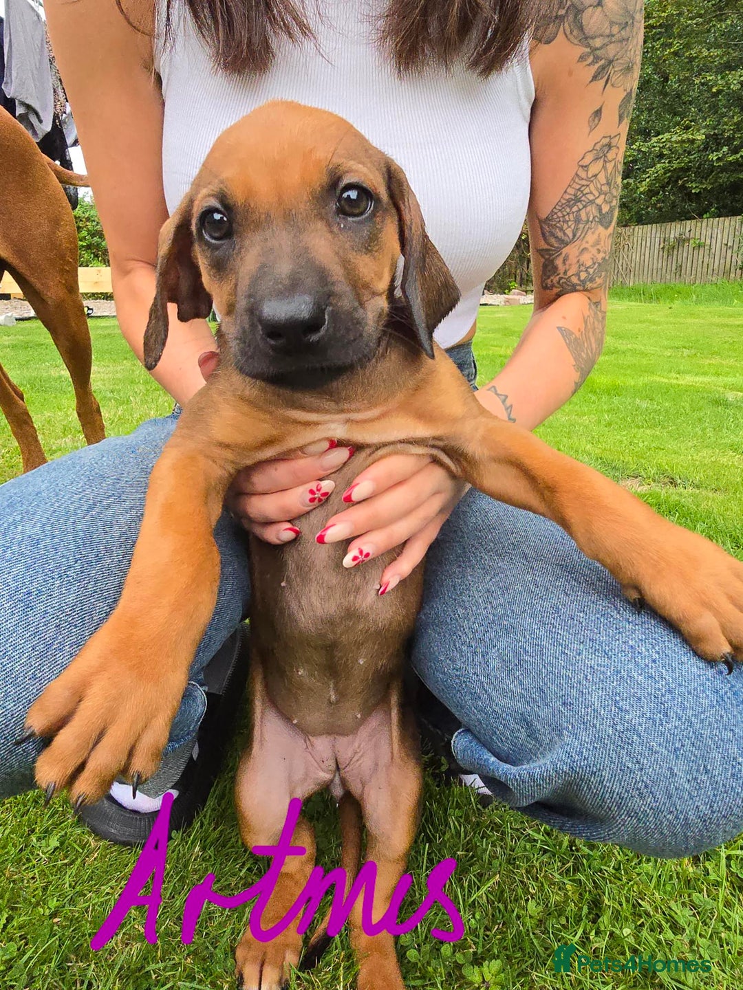 Rhodesian Ridgeback dogs for sale: Stunning Rhodesian RidgeBack Pups.. - Image 9