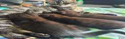 Mixed Breed cats for sale: Half bengal kittens  in Pentre - Advert 8