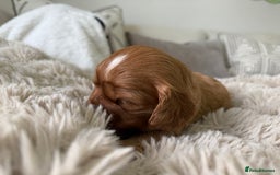 Cavalier King Charles Spaniel dogs for sale: Cavalier King Charles  - Image 5